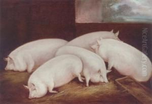 Five Prize Pigs In A Sty by William Henry Davis