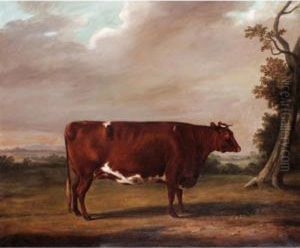 A Prize Shorthorn Bull by William Henry Davis