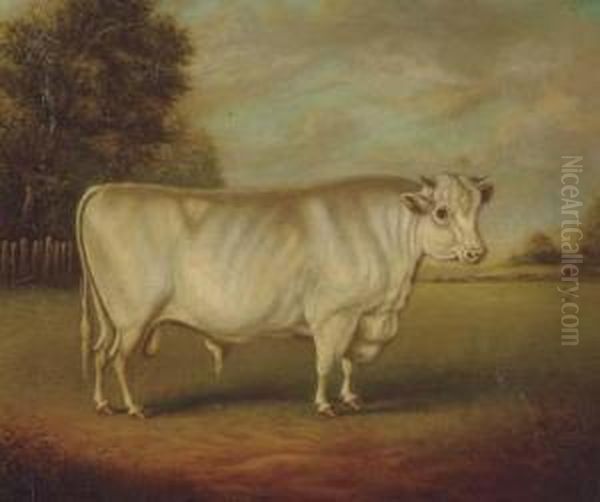 Earl Spencer's Famous Shorthorn Bull - view 1