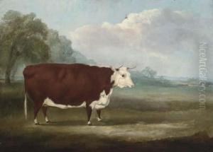 A Prize Hereford Cow A Prize Hereford Cow