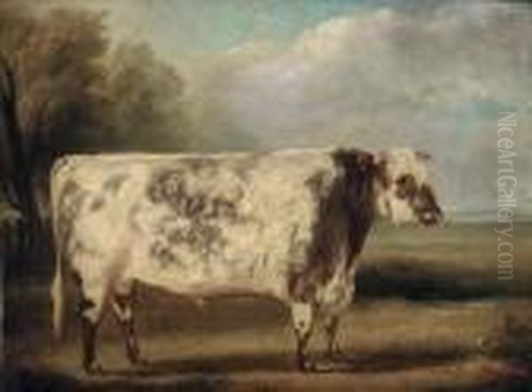 A Prize Bull In A Field - view 1