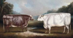 A Prize Heffer And A Prize Cow by William Henry Davis