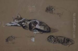 Winkle - Study Of A Cat by Lucy Dawson