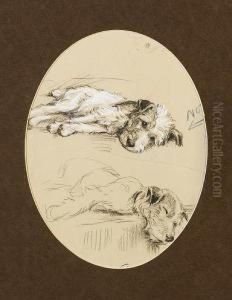 Wire Haired Fox Terrier