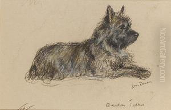 A Cairn Terrier - view 1