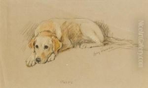 Paddy by Lucy Dawson