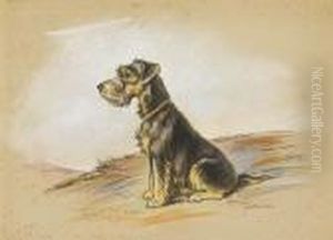 A Lakeland Terrier