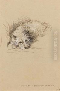 White West Highland Terrier by Lucy Dawson