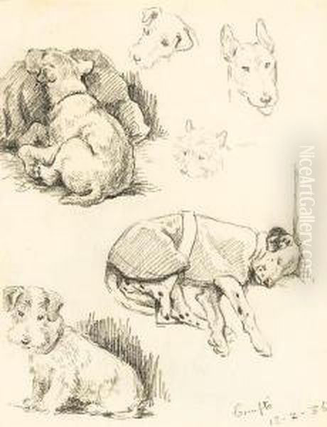 Dog Studies From Crufts And The Drill Hall,brighton - view 1