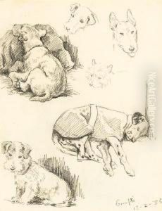 Dog Studies From Crufts And The Drill Hall,brighton