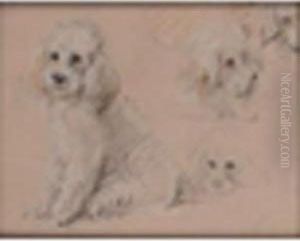 Studies Of Apoodle Coloured Chalks On Buff Paper 8 X 1in
