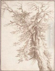 Study Of The Trunk Of An Old Oak Tree