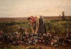 Women On The Cabbage Field