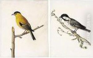A Finch And A Tit