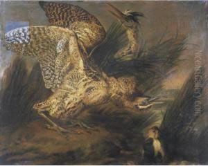 Herons Frightened By A Dog