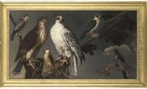 A Pair Of Gyrfalcons Perching On
 A Branch With A Merlin And Other Falcons And Two Butterflies