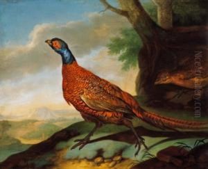 Golden Pheasant (a Pair)