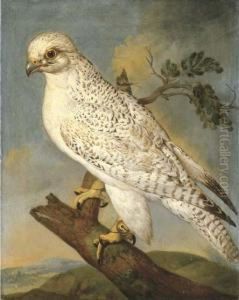 A Falcon On A Branch