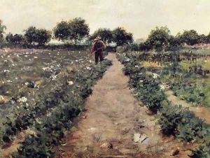 The Potato Patch (or Garden, Shinnecock)