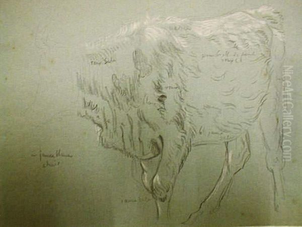 Pierre-louis, Etude De Vache - view 1