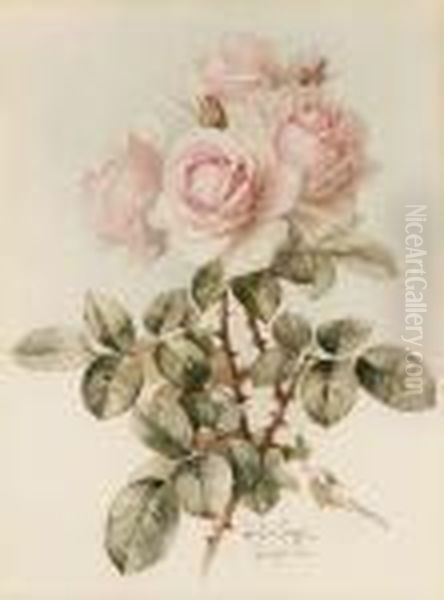 Pink Roses - view 1