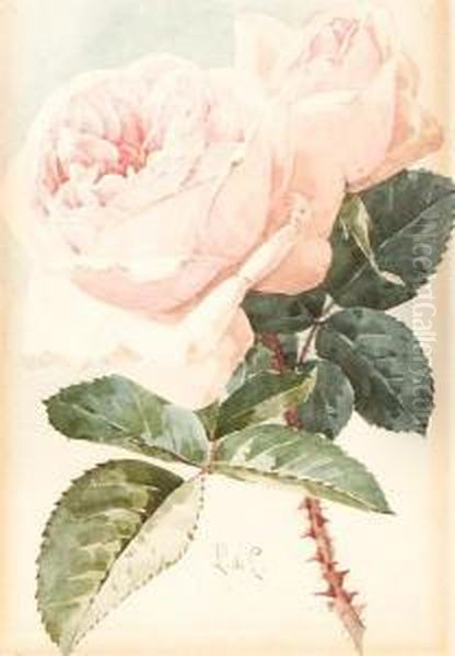 Pink Roses - view 1
