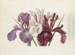 Iris Xyphioides (english Iris) by Paul De Longpre