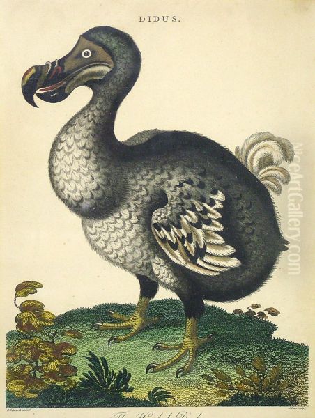 The Hooded Dodo - view 1