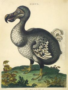 The Hooded Dodo by Crispijn I De Passe