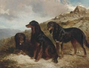 Reuben, Roland, And Rector, Black And Tan Setters In A Highlandlandscape