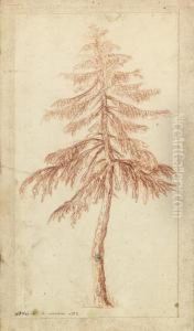 A Fir Tree by Pierre-Henri de Valenciennes