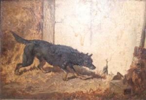 Ratting by Vincent de Vos