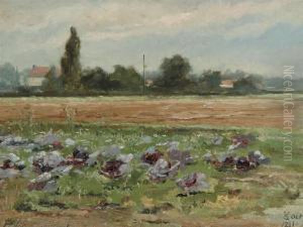 Cabbage Field - view 1