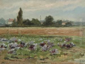 Cabbage Field