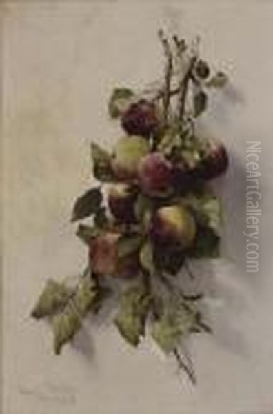 Branche De Pecher En Fruits - view 1