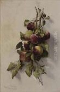 Branche De Pecher En Fruits