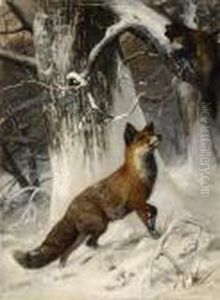 Fuchs, Einen Baummarder Fixierend.