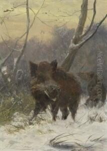 Wildschwein Im
 Winterwald.