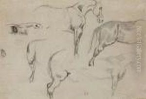 Studies Of A Horse