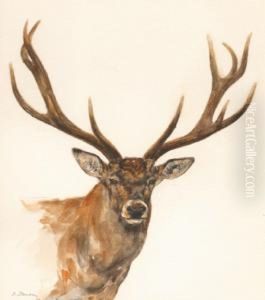 Tete De Cerf Tete De Cerf
