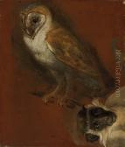 Study Of An Owl - view 1