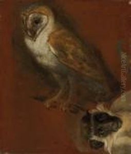 Study Of An Owl