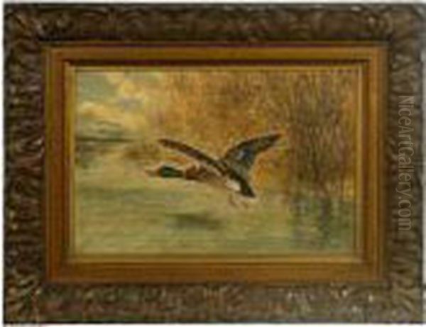 Mallard. - view 1
