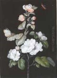 A Red Admiral Butterfly On Apple Blossom; And A Cabbage Butterfly On Cherry Blossom