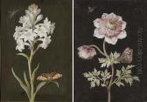 A Hyacinth With A Moth; And A Scabious With A Painted Lady