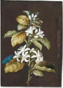 An Orange Blossom With A Beetle, A Butterfly And A Fly by Barbara Regina Dietzsch