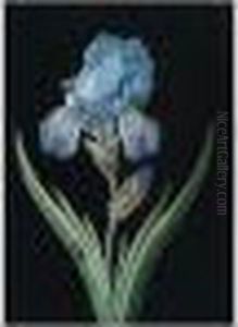 An Iris With A Red Beetle