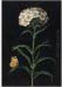 A Sweet William With A Butterfly And A Moth by Barbara Regina Dietzsch