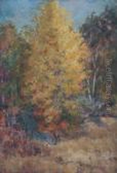 Yellow Maple. - view 1