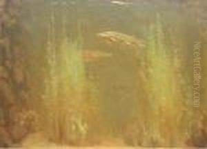 Snoeken: Pike Swimming